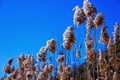 Bulrush against the blue sky. Nature. Swamp plant Royalty Free Stock Photo
