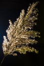 Bulrush on a black background.