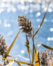 Flowering bulrush next to water