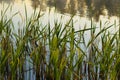 Bulrush blooms in the river. Reeds in the morning light