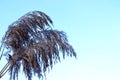 The bulrush on the blue background.