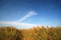 Bulrush and blue sky