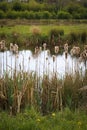 Bulrush Bulrushes Reedmace Typha Typhaceae Fluffy Cattail Cobs Royalty Free Stock Photo