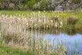 Bulrush Bulrushes Reedmace Typha Typhaceae Fluffy Cattail Cobs Royalty Free Stock Photo