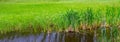 Bulrush and cattail on a swampy lake