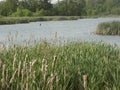 Bulrush, cattail, typha plants on the lake