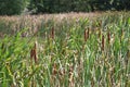 Bulrush, cattails or typha latifolia on a shore of the lake Royalty Free Stock Photo