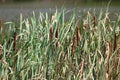 Bulrush, cattails or typha latifolia on a shore of the lake Royalty Free Stock Photo