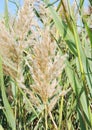 Bulrush Royalty Free Stock Photo