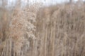 Bulrush closeup texture background. Rye design mock up wallpaper. Autumn mock up Royalty Free Stock Photo