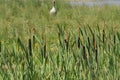 Bulrush or common cattail or great reedmace or cooper`s reed or cumbungi Royalty Free Stock Photo