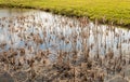 Broadleaf cattail at the end of the Dutch winter season Royalty Free Stock Photo