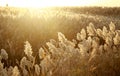 Bulrush field on the water shore Royalty Free Stock Photo