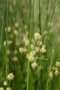 Bulrush flowers Royalty Free Stock Photo