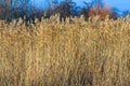 The bulrush are a genus of perennial and annual coastal plants o