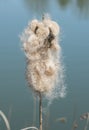 Bulrush Head Seeding