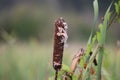 A bulrush head which is starting to disintegrate