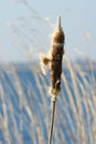 Bulrush near water Royalty Free Stock Photo