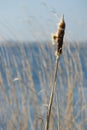 Bulrush near water Royalty Free Stock Photo