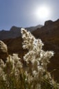 Bulrush plant in Judea Desert.