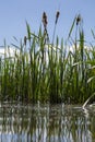 Bulrush plants reflected in the water on the shore of a lake. Royalty Free Stock Photo