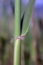 Bulrush, reed Royalty Free Stock Photo