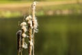 bulrush or reedmace (Typha latifolia)