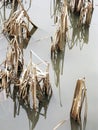 Bulrush Reeds with Reflections. Royalty Free Stock Photo