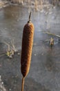 Bulrush seed head against frozen water, Finland