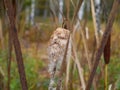 Bulrush with seeds Royalty Free Stock Photo