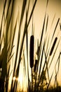 Bulrush silhouette Royalty Free Stock Photo