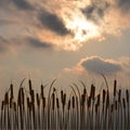 Bulrush silhouette against cloudy sky Royalty Free Stock Photo