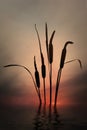 Bulrush silhouettes against a dusky sunset sky