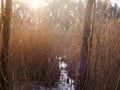 Bulrush and sun