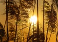 Bulrush on sundown