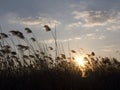 Bulrush at sunset