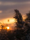 Bulrush at sunset