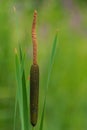 Bulrush, typha plant with green vegetation