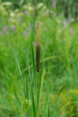 Bulrush, typha plant with green vegetation