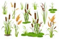 Bulrush and water plants objects mega set in graphic flat design. Bundle elements of different types of swamp cattails, marsh reed