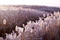 bulrush on the water shore