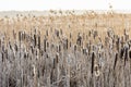 Bulrush in Wieden-Weerribben Royalty Free Stock Photo