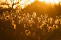 Bulrush of Xixi Wetland