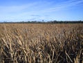 Bulrushes Background, Travis Wetlands, Christchurch, New Zealand