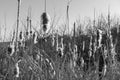 Bulrushes at the beginning of the year Royalty Free Stock Photo