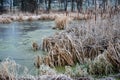 Bulrushes Covered in Frost