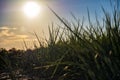 Bulrushes in the evening light