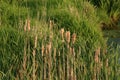 Bulrushes in evening sumlight on a river bank Royalty Free Stock Photo