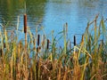 Bulrushes growing beside a pond Royalty Free Stock Photo