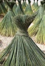 Bulrushes - Lepironia articulata Royalty Free Stock Photo